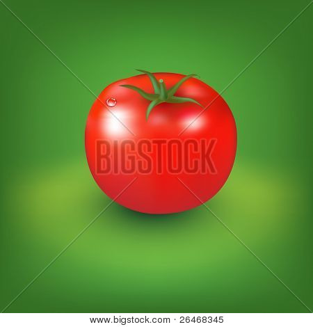 Vermelho tomate com fundo verde, ilustração vetorial