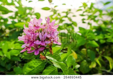 American Beauty Flower Is Has Bouquet And Pink Color On Petals