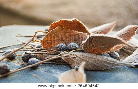 Close-up Of Leaves And Seeds Of Celtis Australis With Morning Frost On
