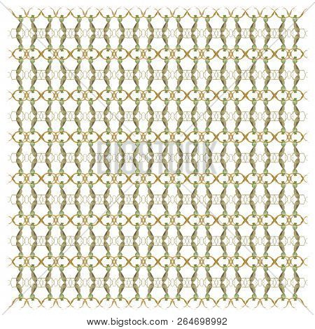 Female Praying Mantis, Rhombodera Basalis, in repeated pattern, in front of white background