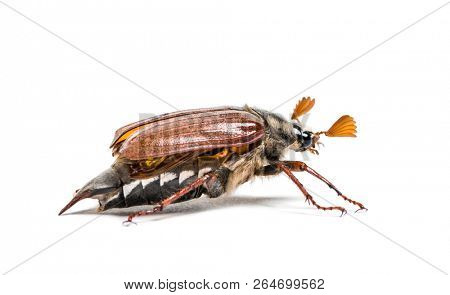 Summer chafer or European june beetle, Amphimallon solstitiale, in front of white background