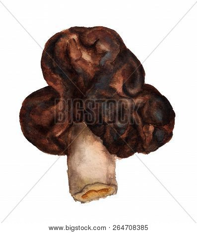 Watercolor Image Of Poisonous Spring Mushroom Gyromitra On White Background