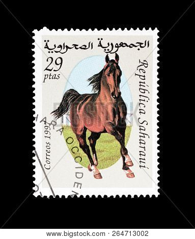 Sahrawi - Circa 1998 : Cancelled Postage Stamp Printed By Sahrawi, That Shows Horse.