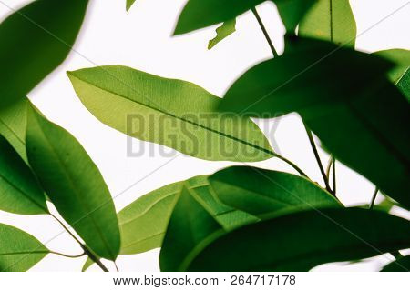 Green Leave In Garden With Sunny For Natural Spring Summer Background