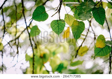 Green Leave In Garden With Sunny For Natural Spring Summer Background
