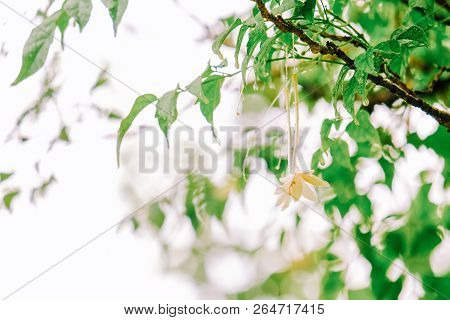 Green Leave In Garden With Sunny For Natural Spring Summer Background
