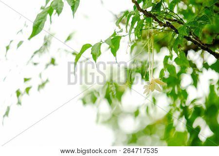 Green Leave In Garden With Sunny For Natural Spring Summer Background