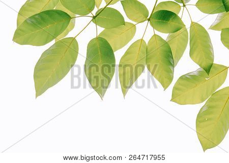 Real Green Leaf On The Tree With White Background With Pattern And Wallpaper Style For Spring Summer