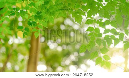 Green Leave In Garden With Sunny For Natural Spring Summer Background