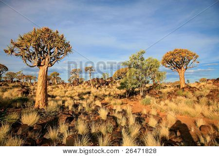 Quiver ต้นไม้ป่า