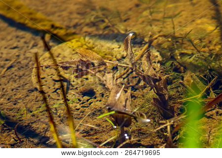 Underwater Scenery, Algae, Clean Clear Water, Cleanliness River Memele In Latvia.