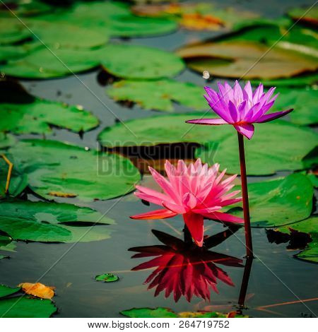 Beautiful Pink Lotus, Pink Water Lily With Reflection In A Pond.