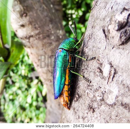 Jewel Beetle