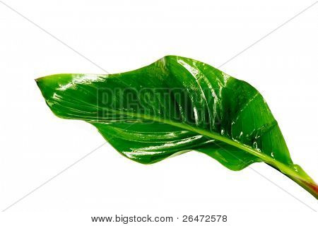 grünes Blatt auf weißem Hintergrund