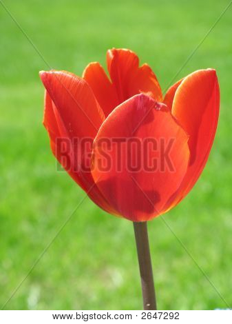 Rød tulipan