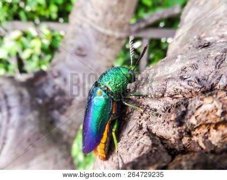 Jewel Beetle