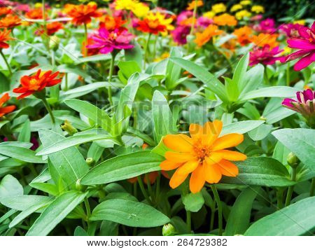 The Zinnia Flower Is One Of The Most Bloom Flowers You Will Want To Grow In Your Garden. Among One O