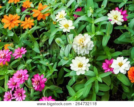 The Zinnia Flower Is One Of The Most Exuberant Flowers You Will Want To Grow In Your Garden. Among O