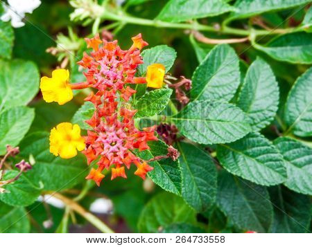 Lantana Little Beauty Flower