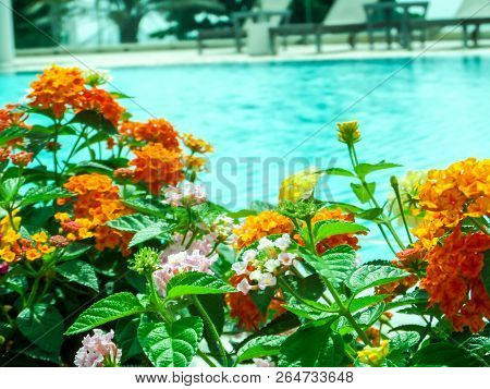 Colorful Of Lantana Camara Mix Light Pink Orange White Magenta In The Swimming Pool