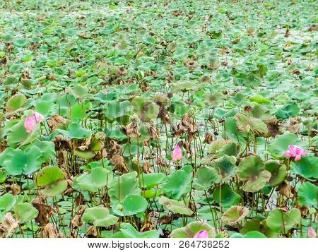 Lotus And Green Pad In Farm