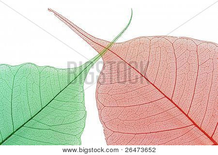 Foglia colorata di dettaglio su sfondo bianco