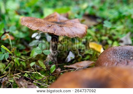 A Webcap Mushroom (cortinarius) In A Wet Grass With Blurred Foreground