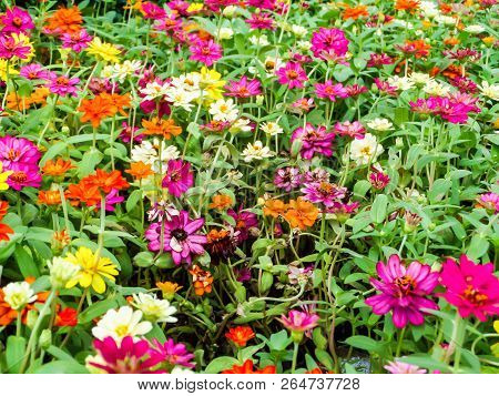 The Zinnia Flower Is  One Of The Easiest Flowers To Grow In The Garden