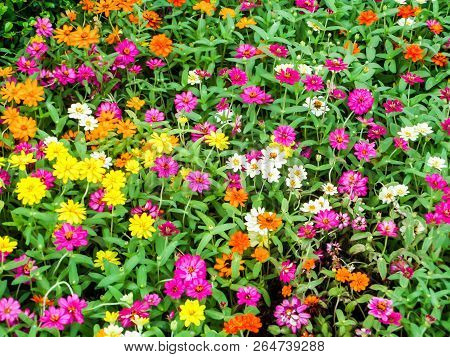The Zinnia Flower A Plant That Is Grown In Gardens For Its Brightly Colored Flowers
