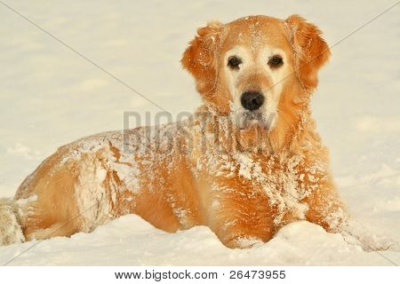 My dog   - â Golden retriever â in of winter