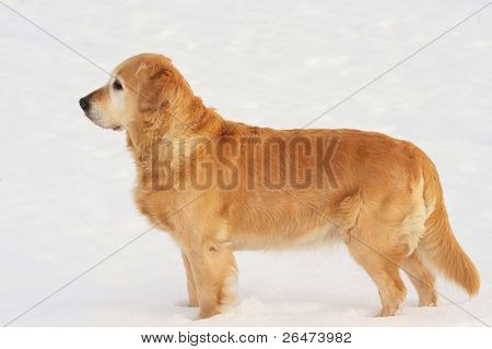 Golden retriever i vinter på snö