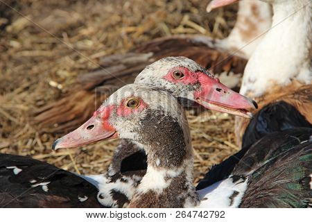 Muscovy Ducks Have A Reast In Poultry. Duck Friendship