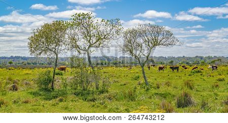 Indigenous Park, Maldonado Department, Uruguay