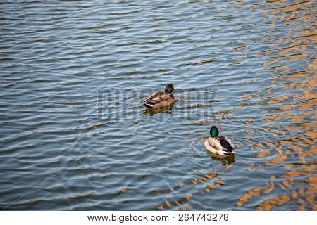 Ducks Swim In The Pond In The Autumn Park