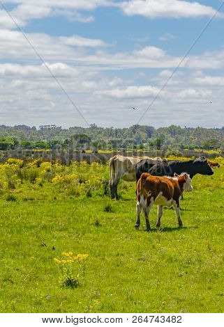 Indigenous Park, Maldonado Department, Uruguay