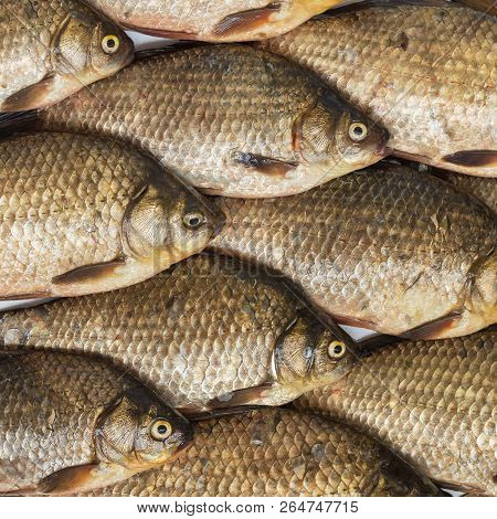 Raw Carp Fish. Fresh Fish Background. Crucian Carp.