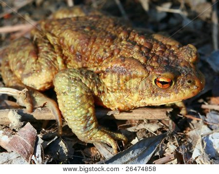  Frog â toad in the sun