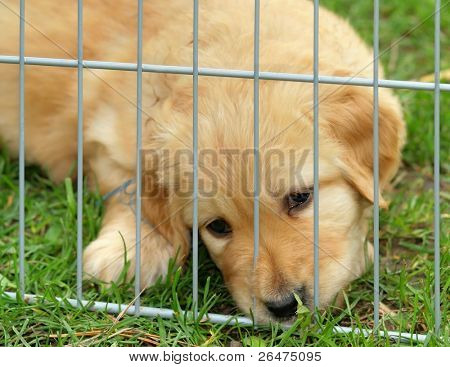 Pupy pequeno, triste em gabinete