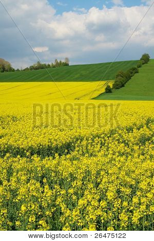 Colza campo giallo in fiore con cielo blu e nuvole bianche