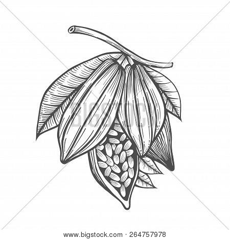 Cocoa Beans Freehand Drawing, Chocolate Fruit,   Illustration, Invigorating Ingredient Cocoa Drink, 