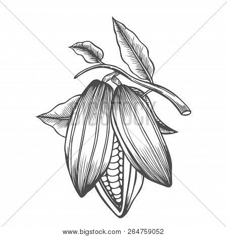 Cocoa Beans Freehand Drawing, Chocolate Fruit,   Illustration, Invigorating Ingredient Cocoa Drink, 