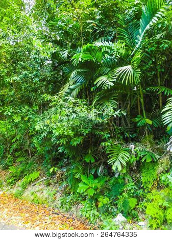 Green Natural Park Landscape Scenery At Ys Falls, Jamaica, Caribbean Island