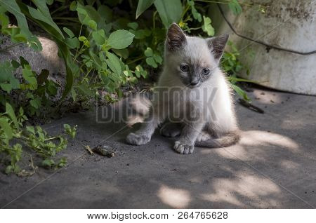 Siamese Shorthair Cat Is Walking On The Asphalt. Blue Eyed Little Domestic Kitten. Village Pet. Crea