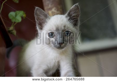 Siamese Shorthair Cat Is Walking On The Asphalt. Blue Eyed Little Domestic Kitten. Village Pet. Crea
