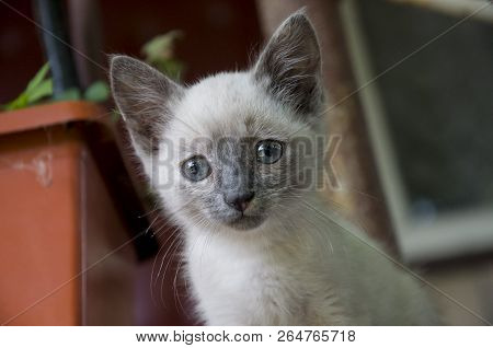 Siamese Shorthair Cat Is Walking On The Asphalt. Blue Eyed Little Domestic Kitten. Village Pet. Crea