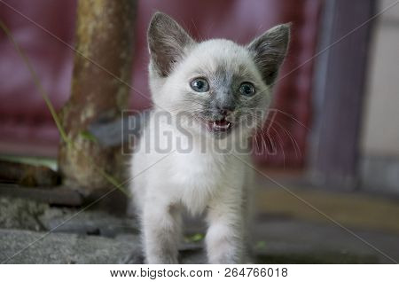 Siamese Shorthair Cat Is Walking On The Asphalt. Blue Eyed Little Domestic Kitten. Village Pet. Crea