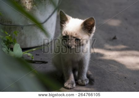 Siamese Shorthair Cat Is Walking On The Asphalt. Blue Eyed Little Domestic Kitten. Village Pet. Crea