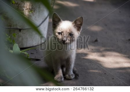 Siamese Shorthair Cat Is Walking On The Asphalt. Blue Eyed Little Domestic Kitten. Village Pet. Crea