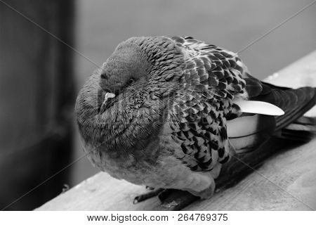 A Frozen Dove Sits On The Board. Black And White