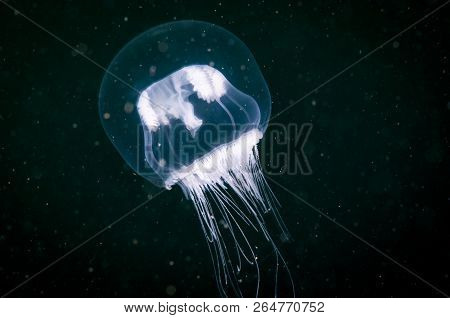 Hydromedusa Drifting In The Waters Of The St. Lawrence Estuary